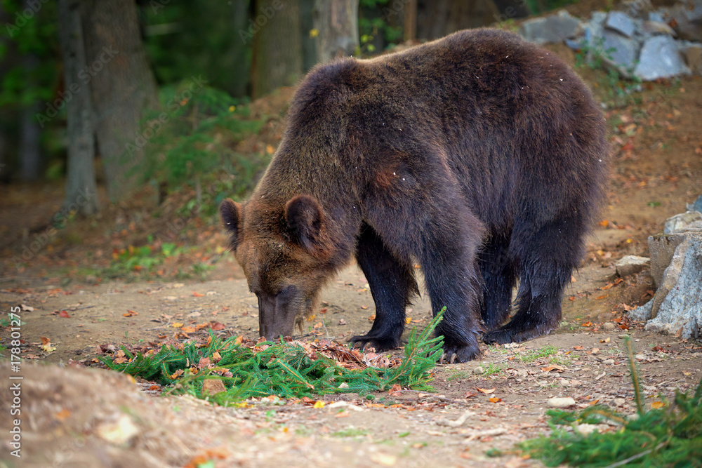 European brown bear in a forest landscape at autumn. Big brown bear in forest.