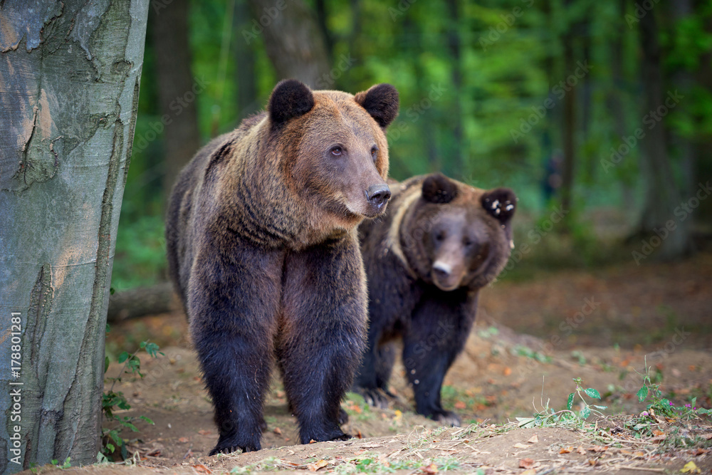 European brown bears in a forest landscape at autumn. Big brown bears in forest. European brown bears in a forest landscape at autumn. Big brown bears in forest.