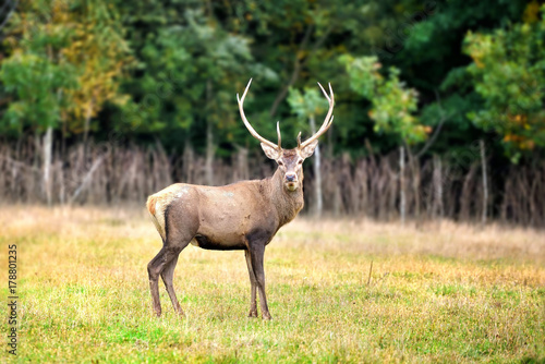 Majestic red deer in the nature habitat © nmelnychuk