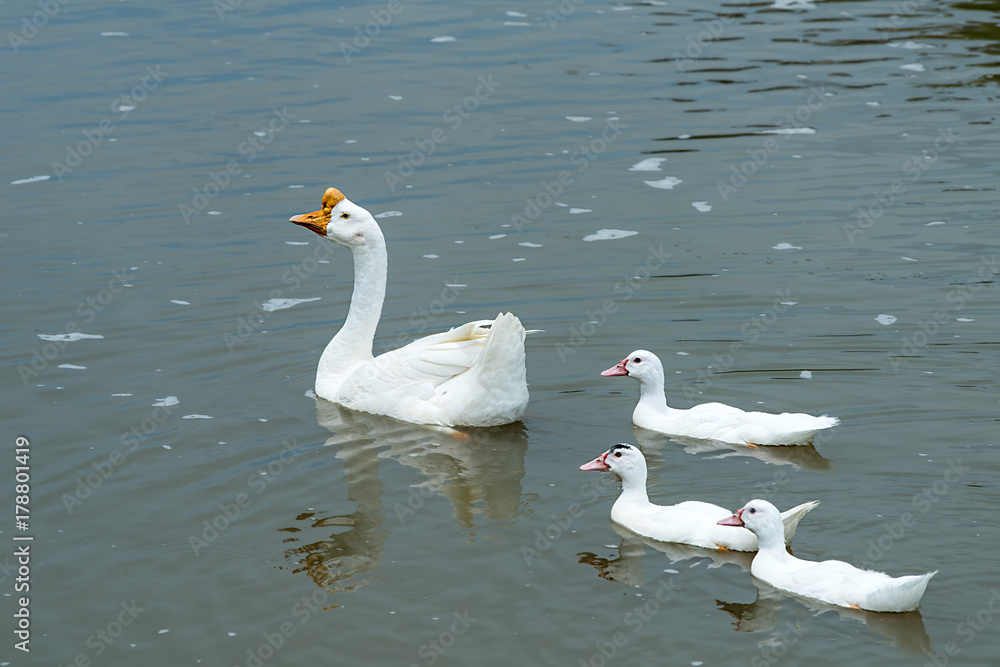 White Goose in the farm. White Goose in the farm.