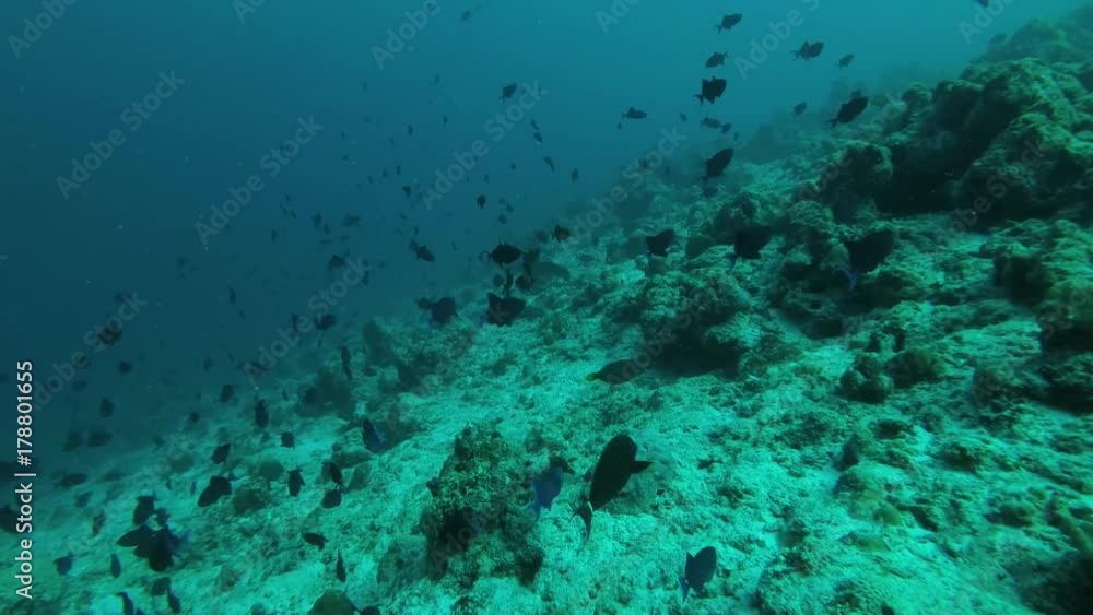 school of Red-toothed triggerfish (Odonus niger) swim over coral reef, Indian Ocean, Maldives
school of Red-toothed triggerfish (Odonus niger) swim over coral reef, Indian Ocean, Maldives