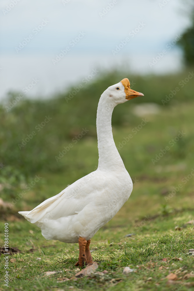 White Goose in the farm. White Goose in the farm.