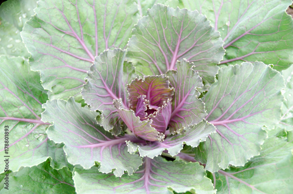 Close up top view of kale cabbage leaves. Vegetables healthy food background.Purple - green cabbage - top view