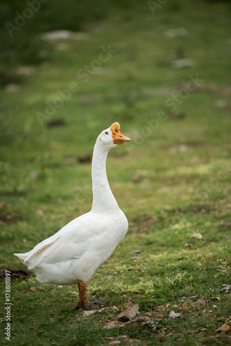 White Goose in the farm.