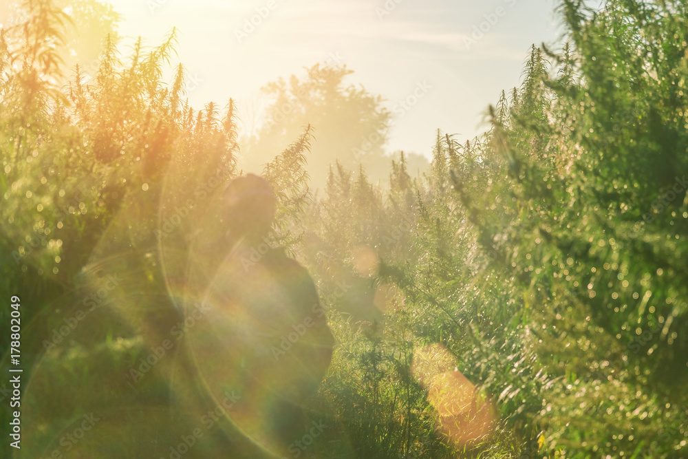 Silhouette of a man on a cannabis plantation in sunlight - obrazy, fototapety, plakaty 