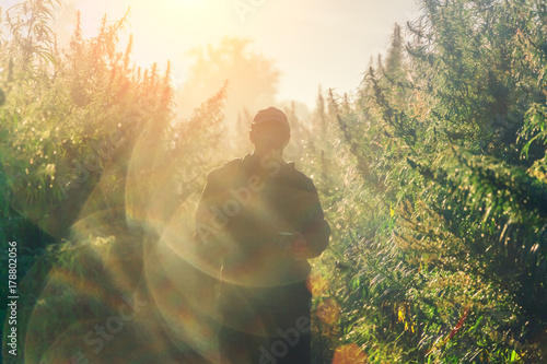 Silhouette of a man on a hemp field in sunlight photo