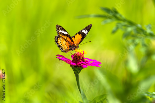 orange butterfly on flower