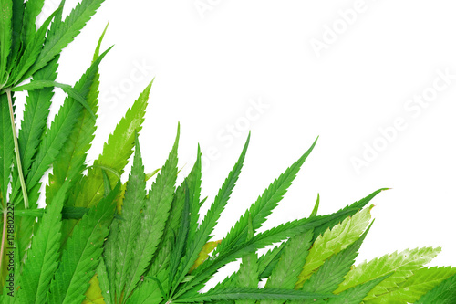 Green hemp leaves on white background, close-up, copy space