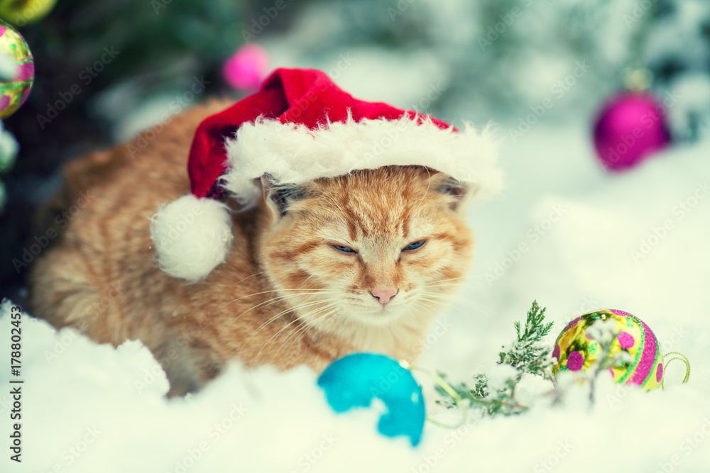 Portrait of a ginger cat wearing Santa Claus hat outdoor in winter. Christmas concept. Cat sitting in the snow outdoor Portrait of a ginger cat wearing Santa Claus hat outdoor in winter. Christmas concept. Cat sitting in the snow outdoor