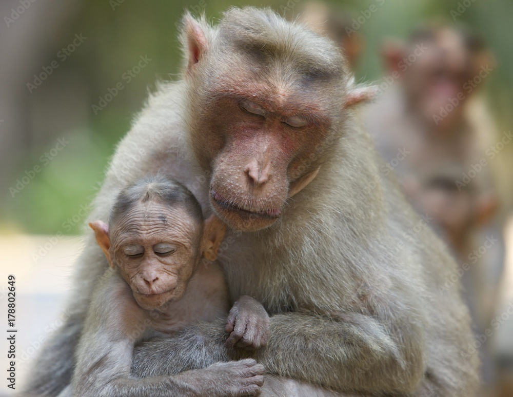 An Intimate Moment Mother & Baby Monkey South India An Intimate Moment Mother & Baby Monkey South India