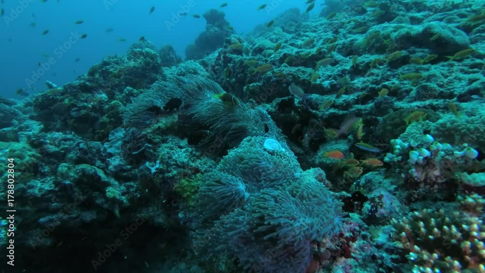 stormy life on a coral reef, Indian Ocean, Maldives
stormy life on a coral reef, Indian Ocean, Maldives