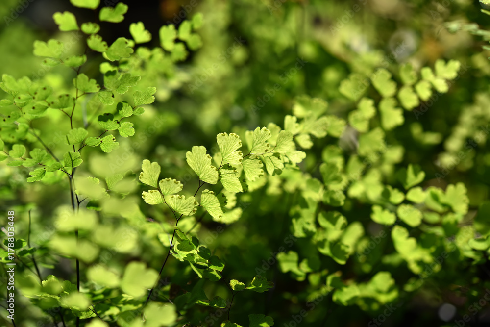 Bush Maidenhair Fern, Common Maidenhair Fern Bush Maidenhair Fern, Common Maidenhair Fern