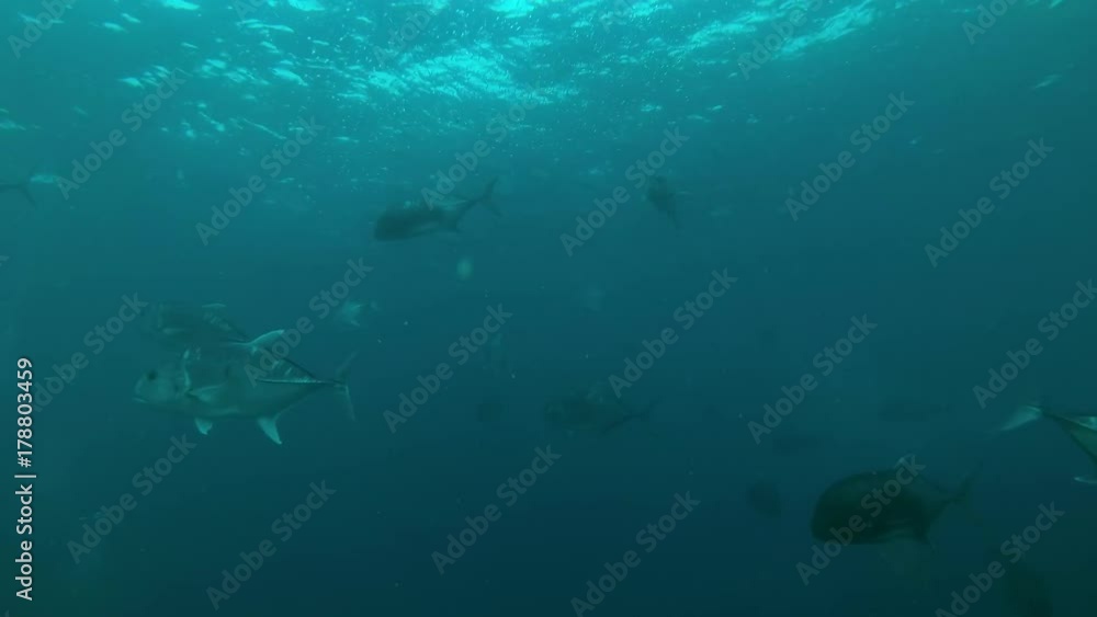 school of Giant trevally (Caranx ignobilis) in the blue water, Indian Ocean, Maldives
school of Giant trevally (Caranx ignobilis) in the blue water, Indian Ocean, Maldives