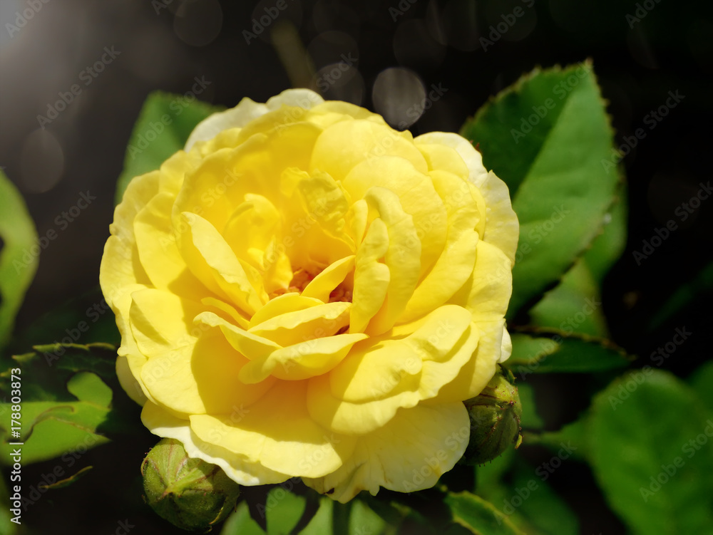 Close up the flower of rose. Close up the flower of rose.