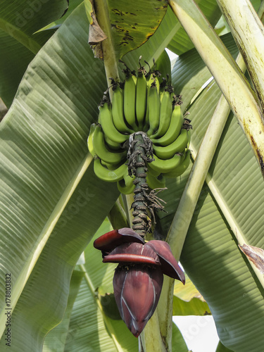 Banana tree