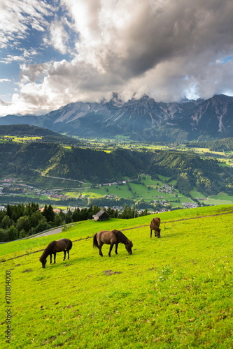 Horses in valley with Schladming town in Styria, Austria