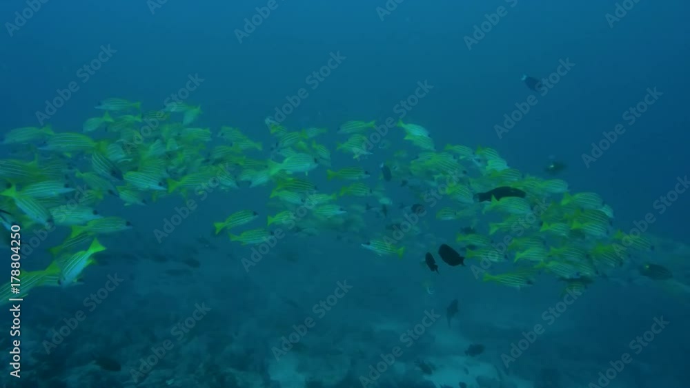 Massive school of Bluestripe Snapper (Lutjanus kasmira) swim over coral reef in blue water, Indian Ocean, Maldives
Massive school of Bluestripe Snapper (Lutjanus kasmira) swim over coral reef in blue water, Indian Ocean, Maldives
