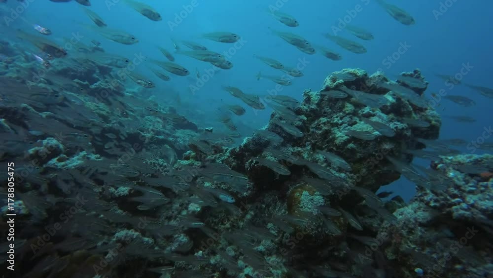 school of Glass fish swims over coral reef in blue water, Indian Ocean, Maldives
school of Glass fish swims over coral reef in blue water, Indian Ocean, Maldives