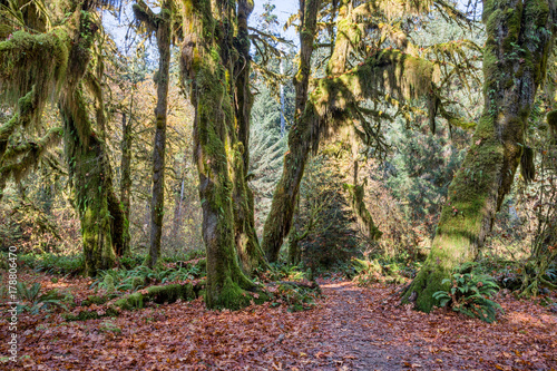 Hall of Mosses in the Hoh Rainforest at Olympic national Park, Washington, USA