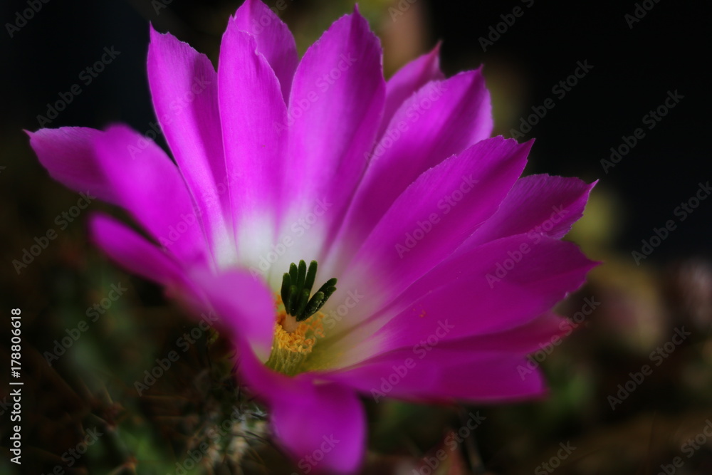 Fiore pianta grassa Fiore pianta grassa