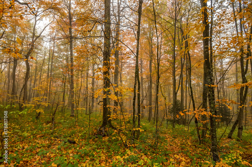 Scenic landscape of autumn forest