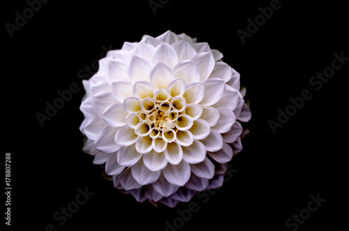 Fototapeta Naklejka Na Ścianę i Meble -  Violet dahlia flower detail isolated
