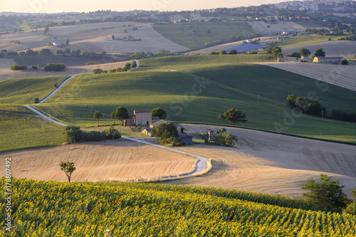 Summer landscape in Marches (Italy) near Filottrano