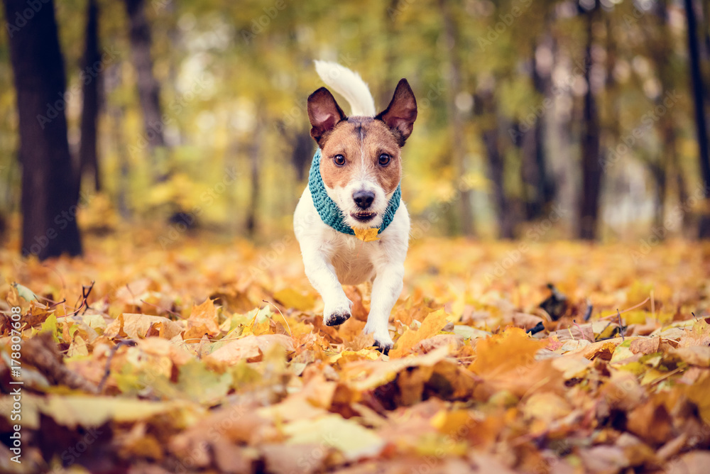 Dog running on fallen leaves at beautiful fall (autumn) park Dog running on fallen leaves at beautiful fall (autumn) park