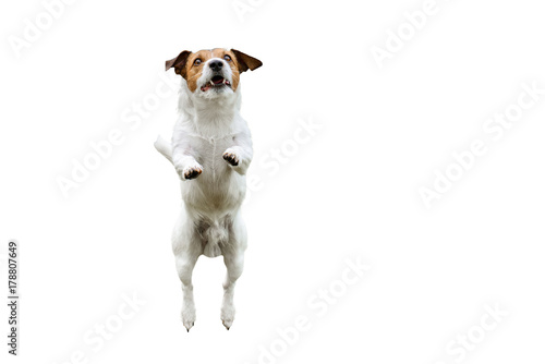 Fototapeta Naklejka Na Ścianę i Meble -  Isolated on white dog jumping up and forward