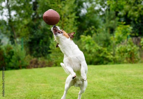 Fototapeta Naklejka Na Ścianę i Meble -  Funny dog catching Rugby ball at backyard lawn