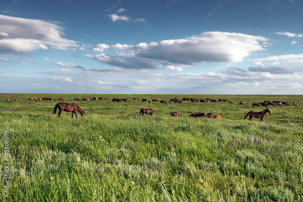 Wild horses grazing on summer meadow Wild horses grazing on summer meadow