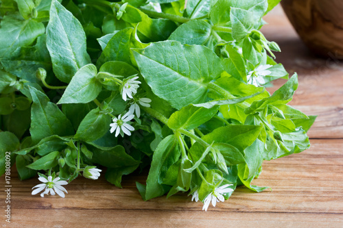 Fresh chickweed plant on a wooden background