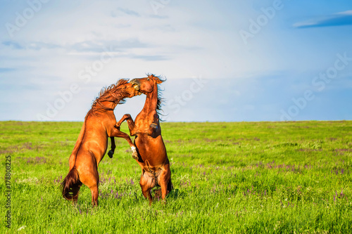 Fighting wild stallions on summer meadow photo