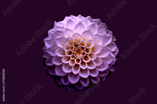 Fototapeta Naklejka Na Ścianę i Meble -  Violet dahlia flower detail isolated
