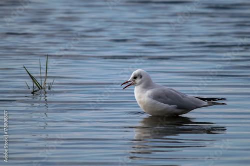 Seagull and reflection standing in still calm water
