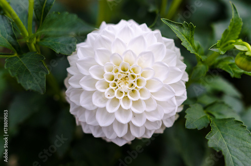 White dahlia flower detail