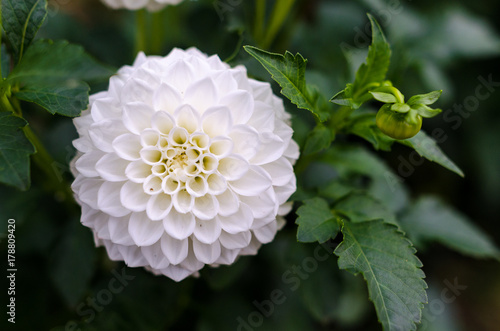 Fototapeta Naklejka Na Ścianę i Meble -  White dahlia flower detail