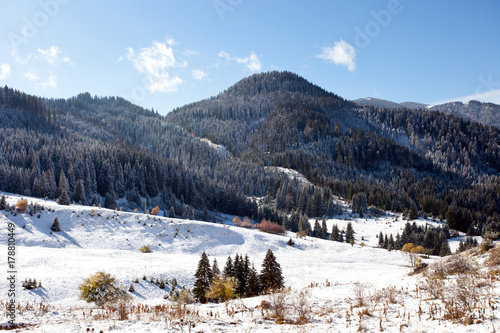 First snow in Rhodope Mountain, Bulgaria - pine forest with snow.