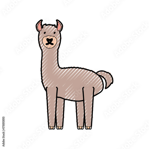 flat line colored  llama doodle  over white background  vector illustration © djvstock