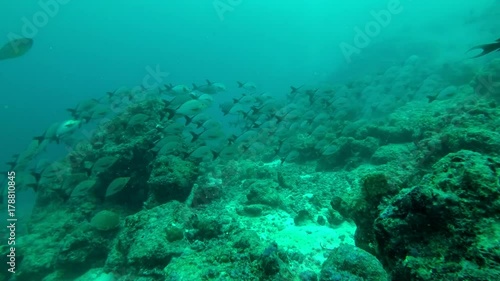 Wallpaper Mural massive school of Humpback Red Snapper - Lutjanus gibbus swim over coral reef, Indian Ocean, Maldives 
 Torontodigital.ca