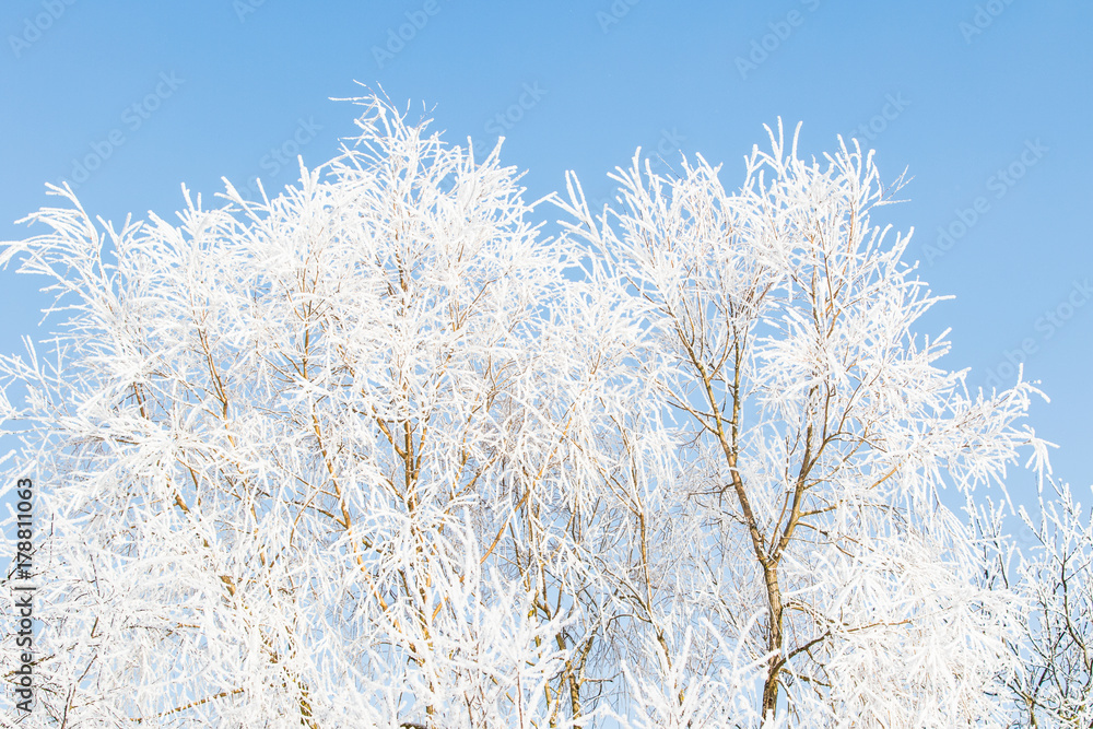 trees in winter covered in snow on a sunny day trees in winter covered in snow on a sunny day