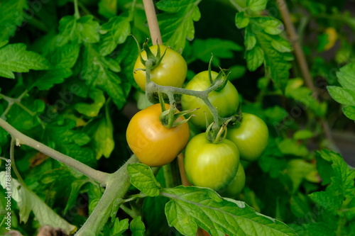 green tomato / fresh tomatoes