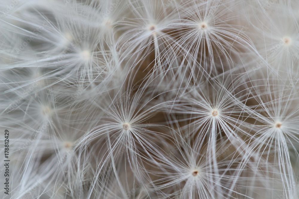 Obraz premium Pissenlit 