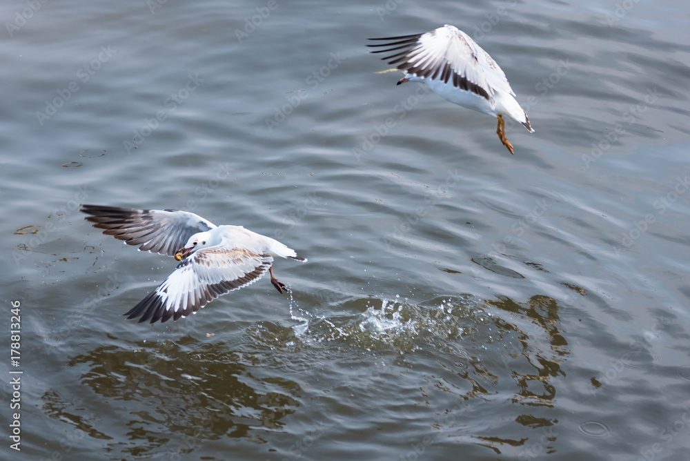 Flying Seagull taking food from the sea at Bangpoo.Thailand. Flying Seagull taking food from the sea at Bangpoo.Thailand.