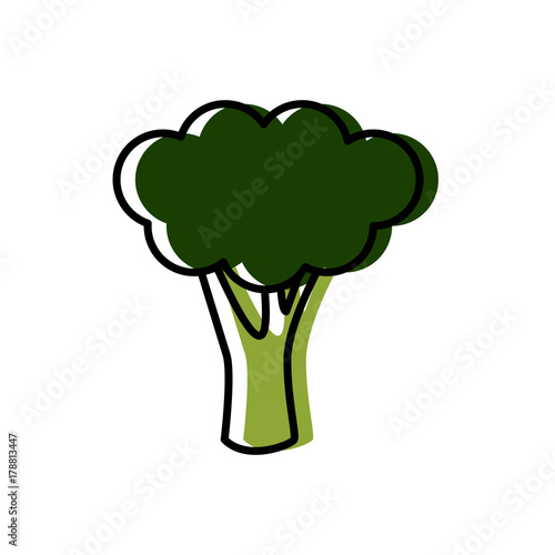 Broccoli fresh vegetable icon vector illustration graphic design