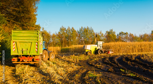 corn harvest photo