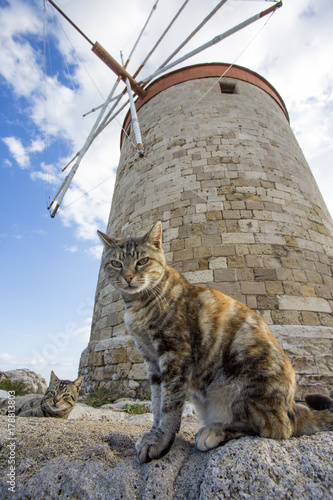 Rodos Adası Kedisi