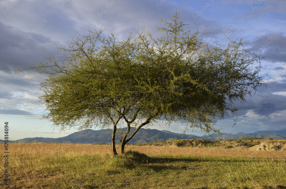 Desert tree Desert tree