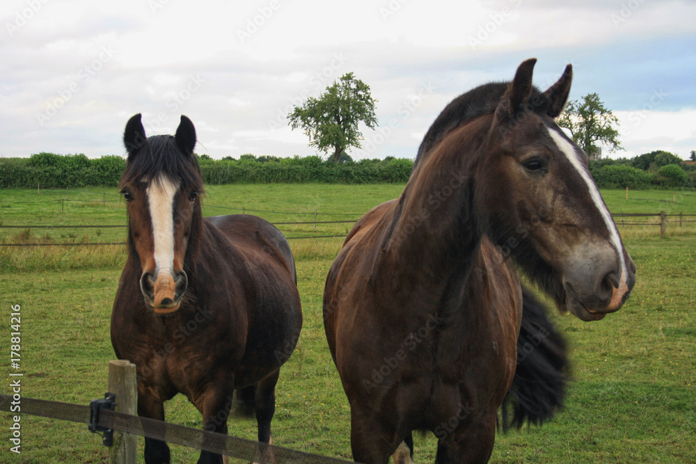 Fototapeta premium Horses couple