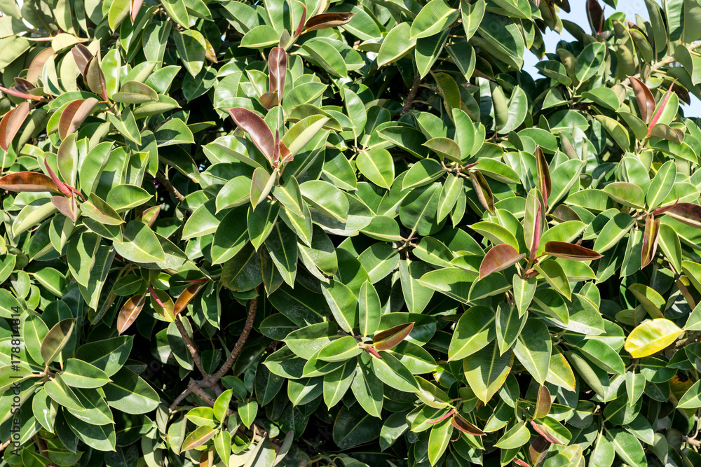 Obraz premium Ficus elastica, Ficus leaves texture